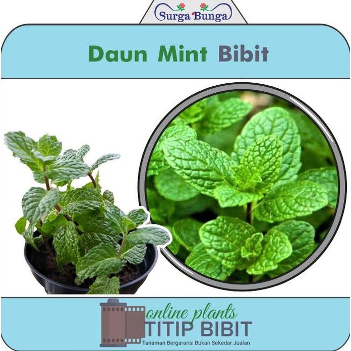 

Terlaris Daun Mint-Mint Leaves Po'O Bibit Tanaman Hias Daun