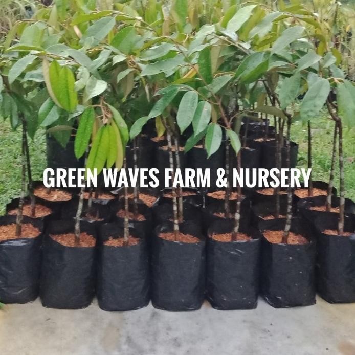 

Terlaris Ready Stock Bibit Durian Kan Yao (D158) 60 Cm - 80 Cm