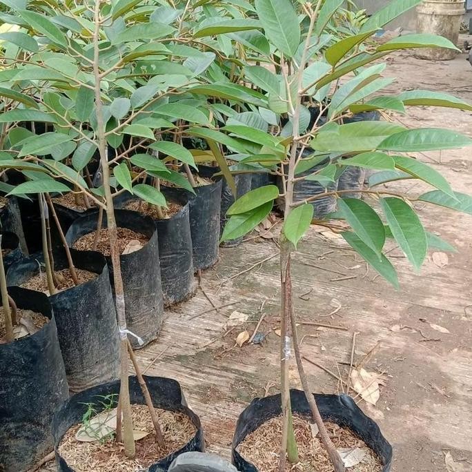 

Terlaris Bibit Durian Bawor Unggul