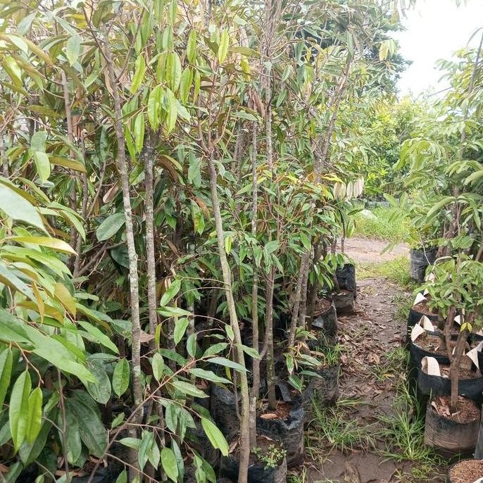 

Terlaris Bibit Durian Musangking, Montong,Bawor,Duri Hitam Tinggi 1, 5 Sampai 2 Meter Murah