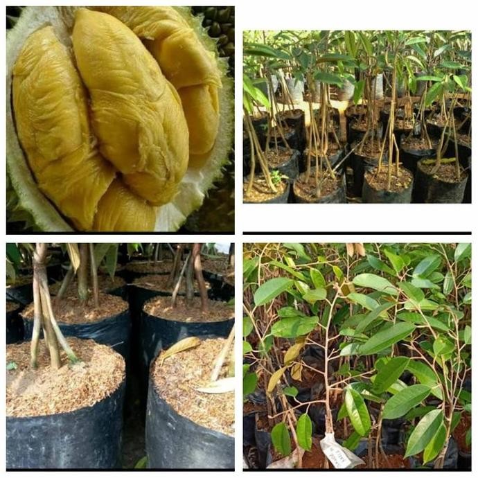 bibit durian bawor kaki 3 buah durian bawor hasil ukulasi