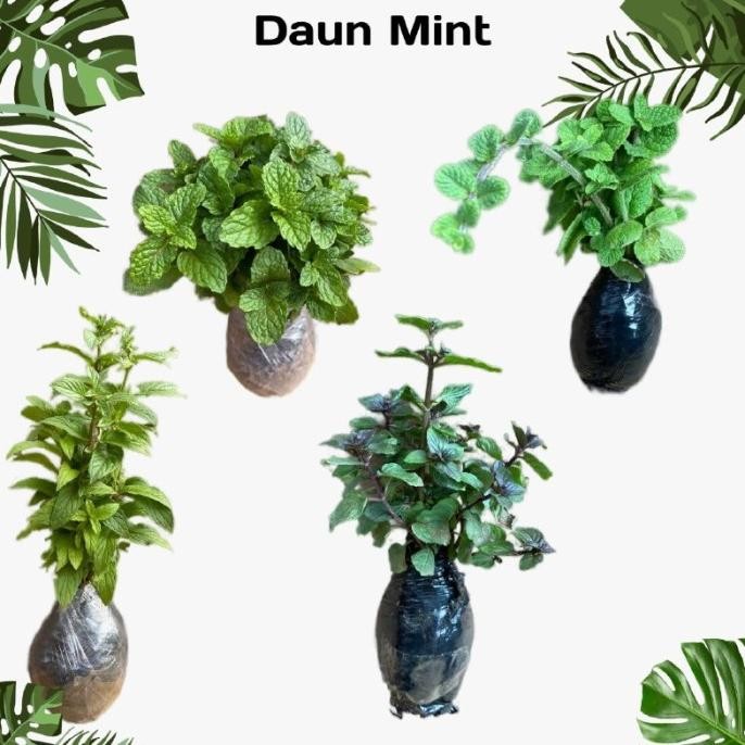 

Terlaris Bibit Tanaman Daun Mint Hidup (Rimbun) Untuk Infuse Water Herbal -
