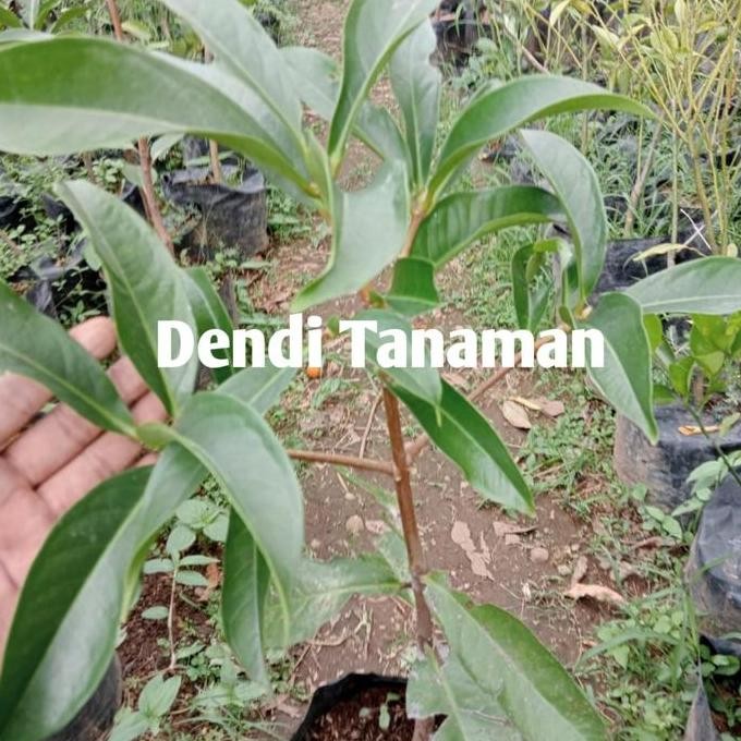 

Terlaris Bibit Pohon Jambu Jamaika / Tanaman Buah Jambu Bol Merah