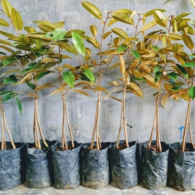 

Terlaris Paket 3 Bibit Durian Musangking Kaki 3