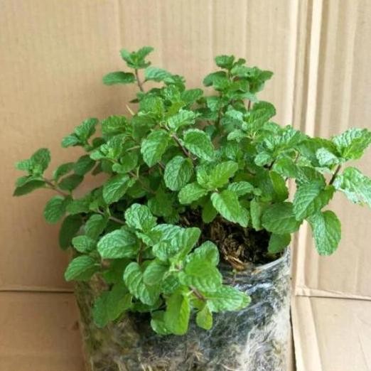 

Terlaris Bibit Daun Mint - Tanaman Herbal