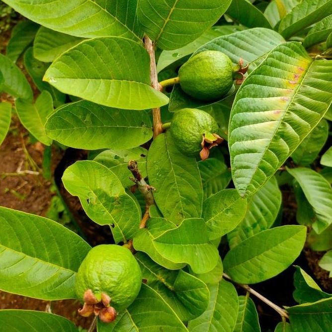 

Terlaris Muurah!! Bibit Pohon Jambu Kristal Merah Cangkok Sudah Berbuah