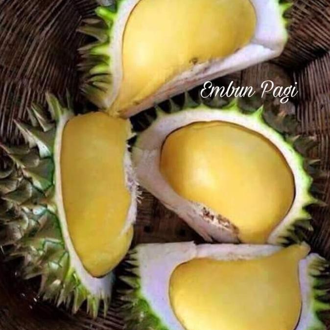 

Terlaris Bibit Tanaman Buah Durian Karatungan Durian Merah Durian Bawor Hasil