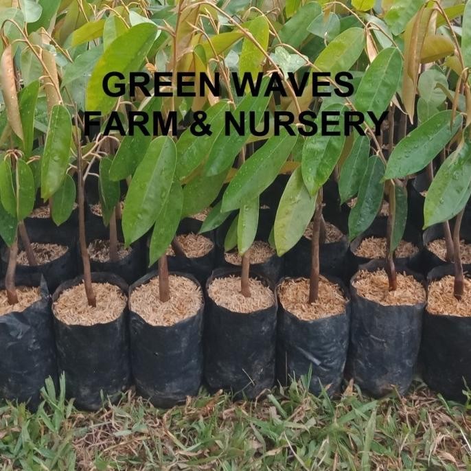 

Terlaris Ready Stok Bibit Durian Super Tembaga 40 Cm - 50 Cm Siap Kirim