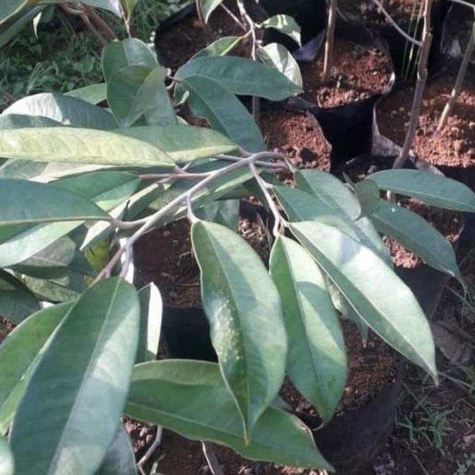 

Terlaris Bibit Tanaman Buah Durian Kanyao Asli Thailand Wepbgu 6577Hs Tbtj11