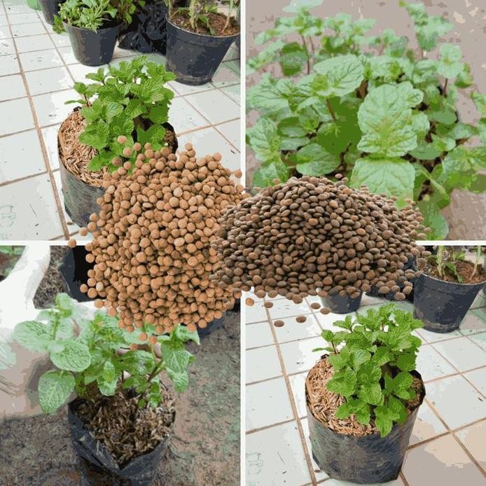 

Terlaris Paket Hemat 5 Bibit Serenty Seeds Herbal & Tanaman Daun Spear Mint [20-30]