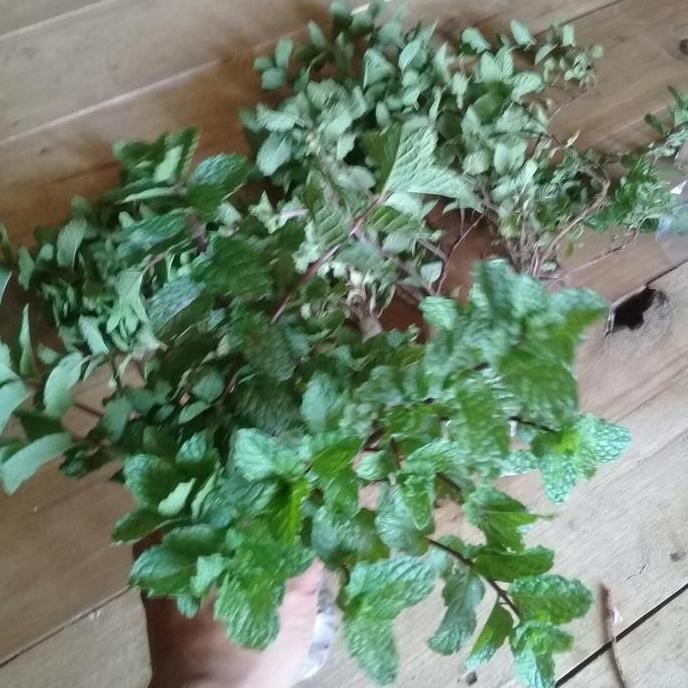 

Terlaris Bibit Daun Mint Super Siap Tanam Per 5 Ikat
