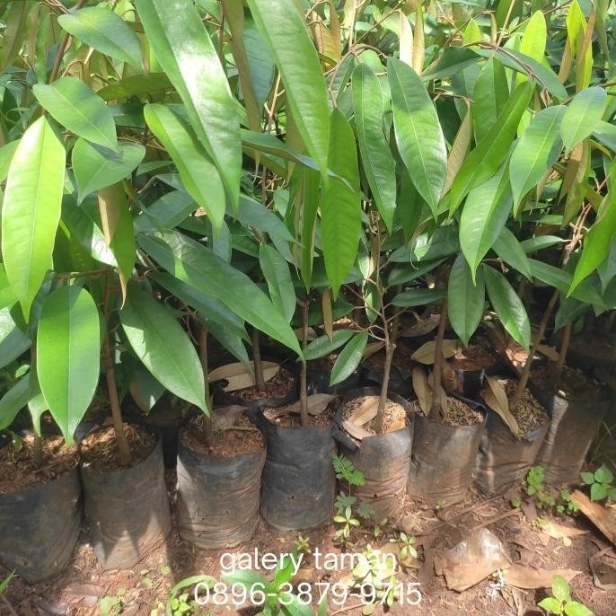 

Terlaris Bibit Durian Musang King 40Cm