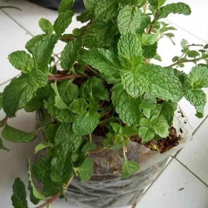 

Terlaris Bibit Daun Mint Tanaman Herbal
