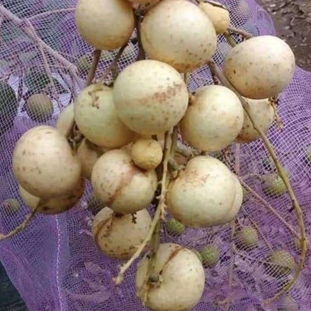 

Terlaris Bibit Klengkeng Aroma Durian