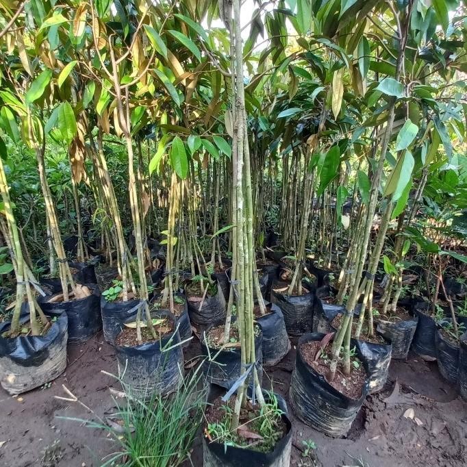 

Terlaris Bibit Pohon Durian Musang King Bawor Duri Hitam Kaki 3 Tinggi 1,5 Mete - Montong Terbatas