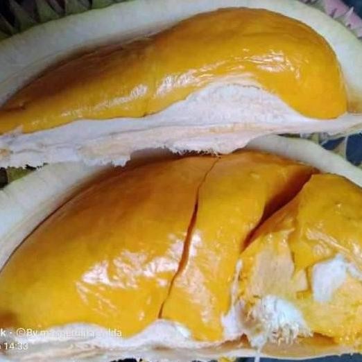

Terlaris Bibit Durian Ley/Pekawai