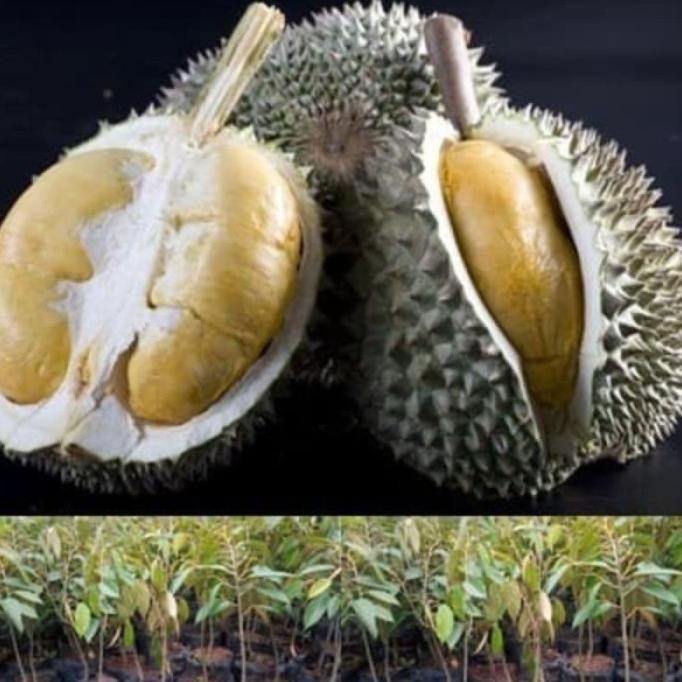 

Terlaris Bibit Durian Duri Hitam - Durian Oche
