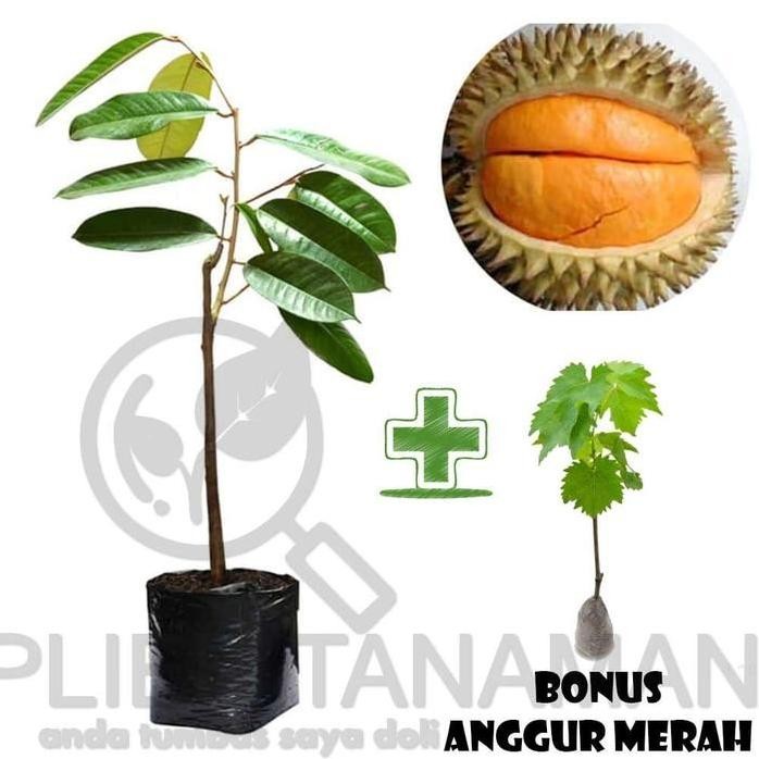 

Terlaris Bibit Buah Durian Simas Bonus Anggur Merah