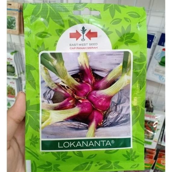 

Terlaris Benih Bawang Merah Lokananta - Bibit Bawang Merah