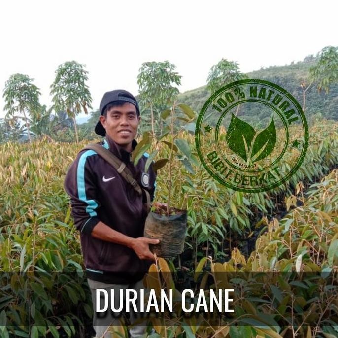 

Terlaris Bibit Durian Cane