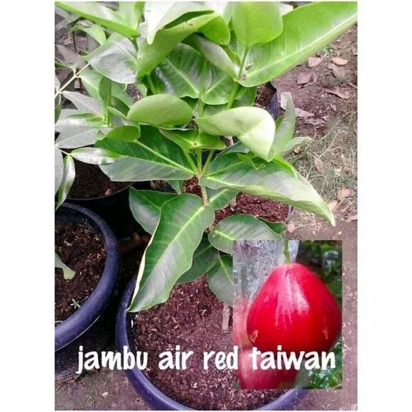 

Terlaris Bibit Buah Jambu Air Red Taiwan Berkualitas