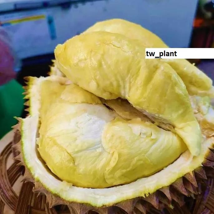 

Terlaris Bibit Durian Monthong Thailand