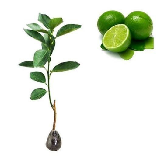 

Terlaris Bibit Jeruk Nipis/Pohon Jeruk Nipis Bbbb