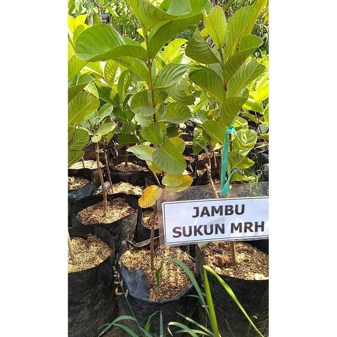 

Terlaris Pohon Jambu Sukun Merah/ Bibit Tanaman Jambu Sukun Merah
