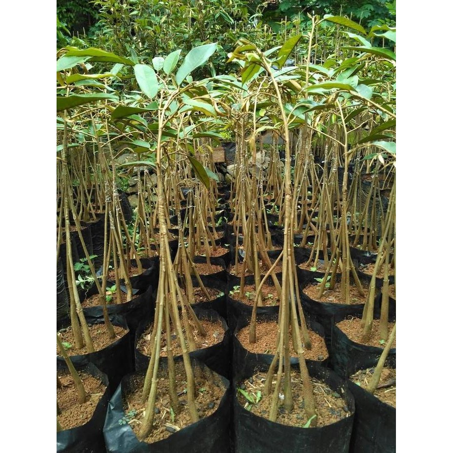 

Terlaris Bibit Durian Musang King Kaki 4