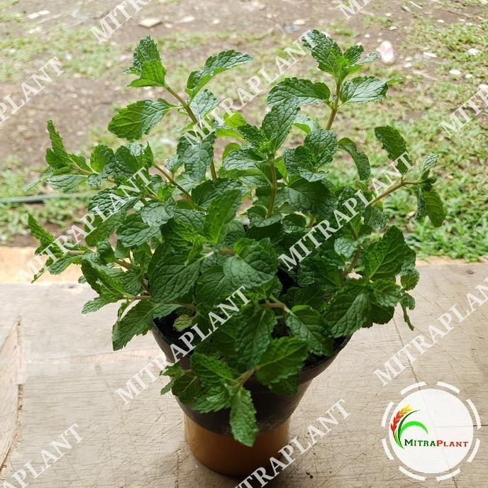 

Terlaris 4Man Bibit Tanaman Daun Spearmint - Daun Mint - Menthol - Tanaman Herbal