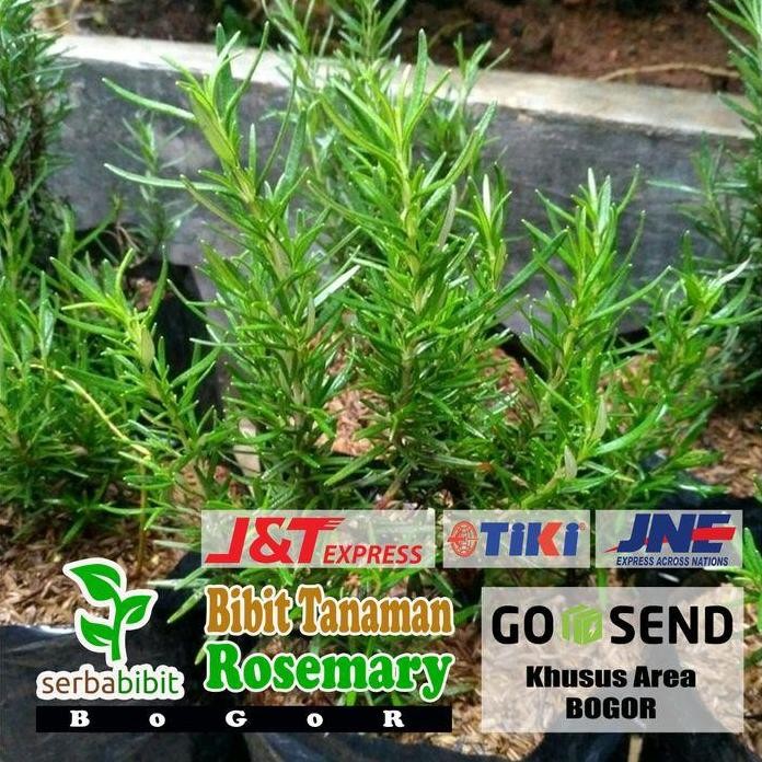 

Terlaris Bibit Tanaman Rosemary - Herbal