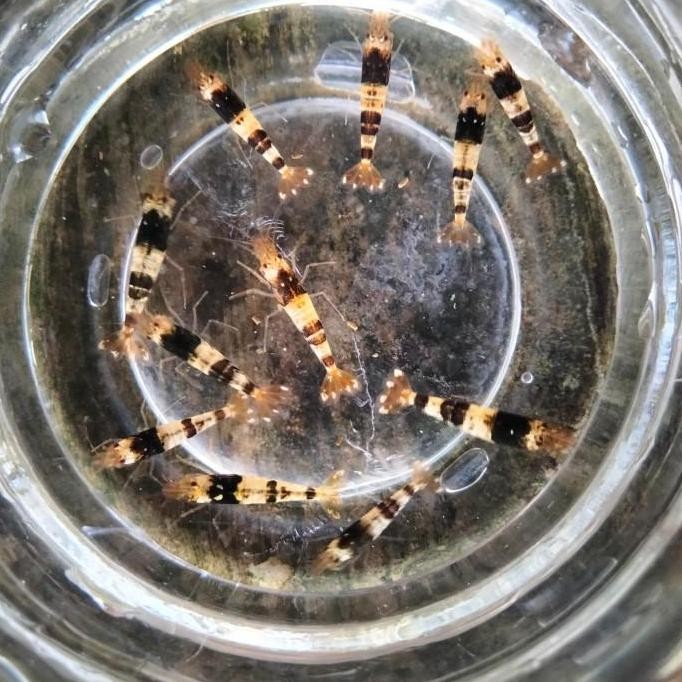 

Terlaris Udang Black Bee Hiasan Aquarium ( Isi 10 Ekor)