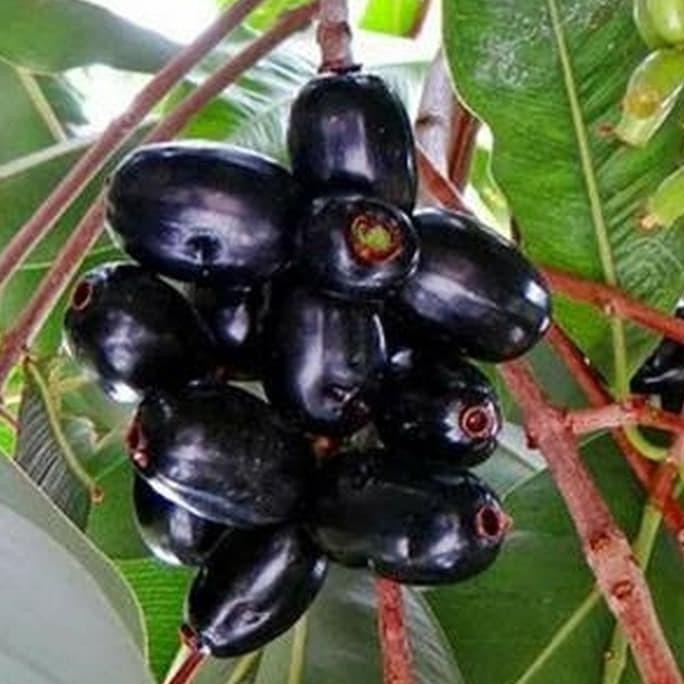 

Terlaris Bibit Pohon Jamblang Hitam - Buah Jamblang Duwet/Jambu Kling Fres