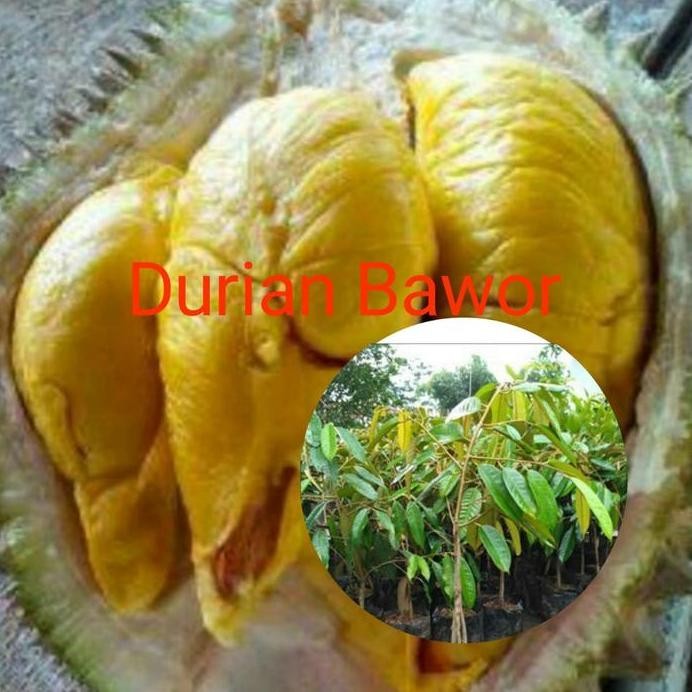 

Terlaris Bibit Buah Durian Bawor Kaki 3 Super Genjah