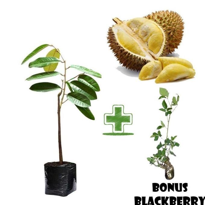 

Terlaris Tanaman Buah Durian Petruk Bonus Bibit Blackberry
