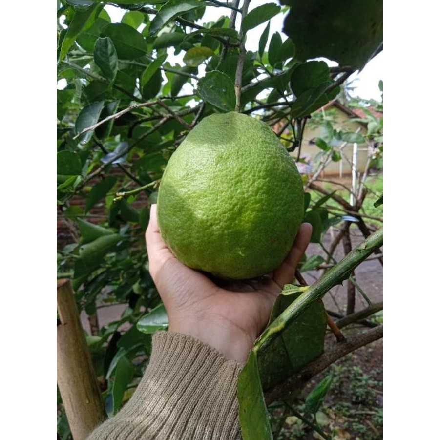 

Terlaris Bibit Tanaman Jeruk Nipis Jumbo Tanpa Biji - Okulasi - Harga Murah