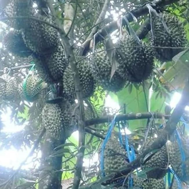 

Terlaris Ready Bibit Durian Duri Hitam - Durian Oche