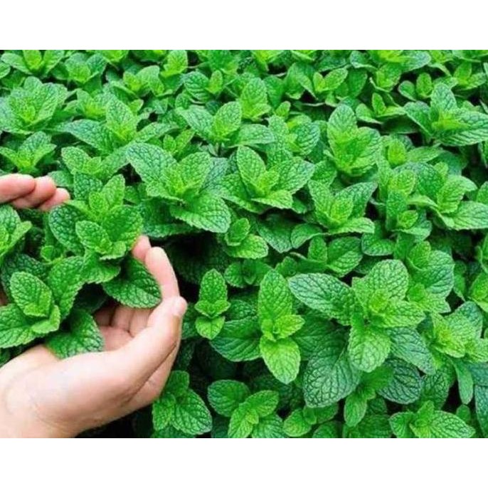 

Terlaris Bibit Tanaman Daun Mint Herbal