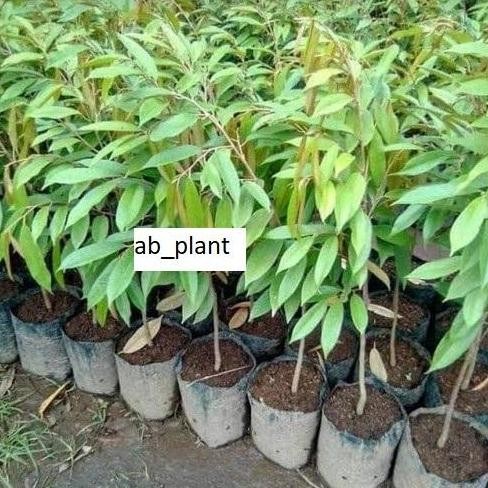 

Terlaris Bibit Durian Kaki Satu Bawor