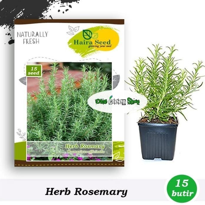 

Terlaris Benih Bibit Herba Rosemary Haira Original
