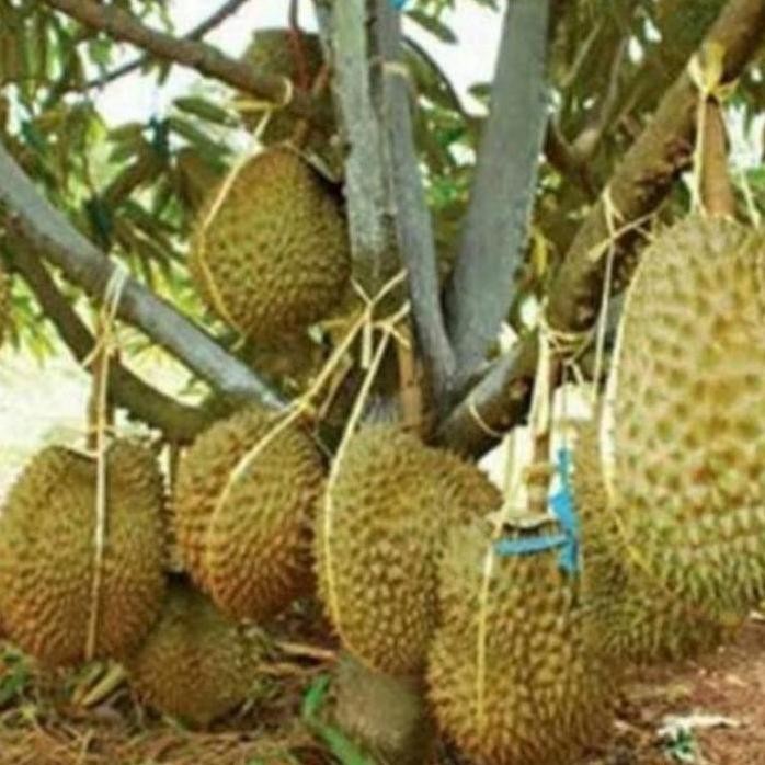 

Terlaris Bibit Tanaman Buah Durian Bawor Siap Tanam
