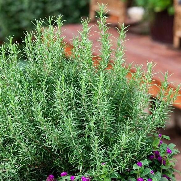 

Terlaris Bibit Benih Rosemary Pengusir Nyamuk