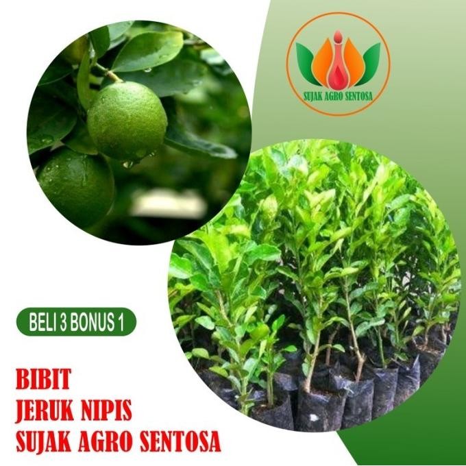

Terlaris Terlaris Bibit Buah Tanaman Jeruk Nipis Unggulan
