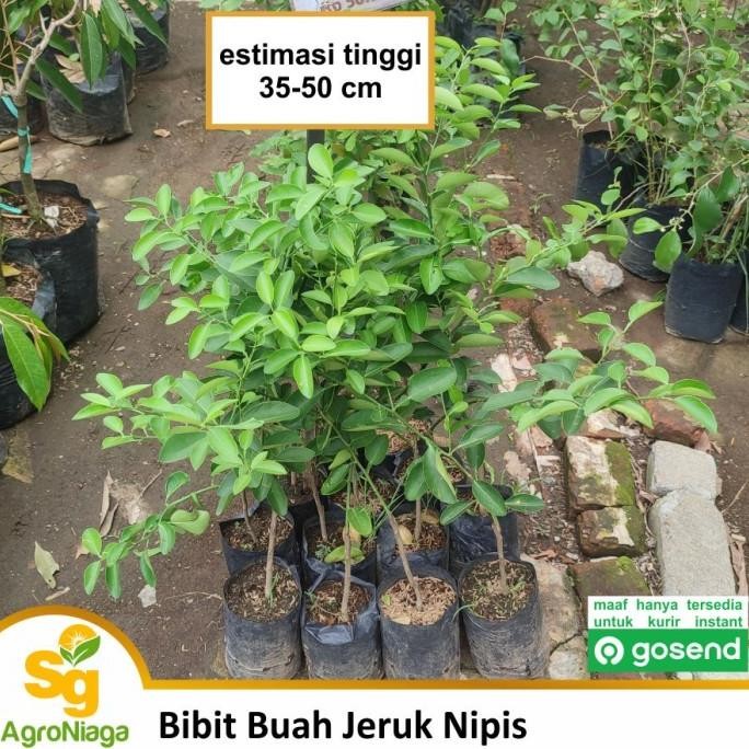 

Terlaris Fres Bibit Buah Jeruk Nipis Ber Unggul Valid