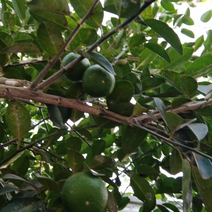 

Terlaris Bibit Jeruk Nipis Super Cepat Berbuah Beli 5 Gratis 1