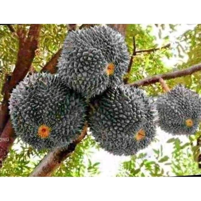 

Terlaris Terlaris Bibit Durian Hitam Benih Pohon Tanaman Buah Di Dalam Pot