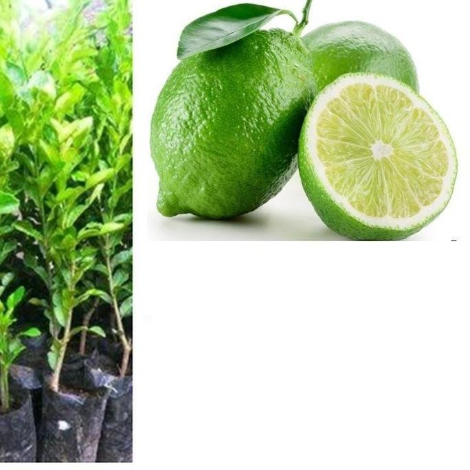 

Terlaris Bibit Tanaman Pohon Jeruk Nipis Hasil Okulasi Jaminan Asli