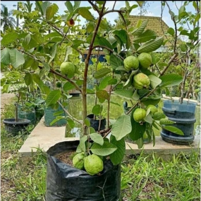 

Terlaris Bibit Buah Jambu Kristal Sudah Berbuah Ccbb