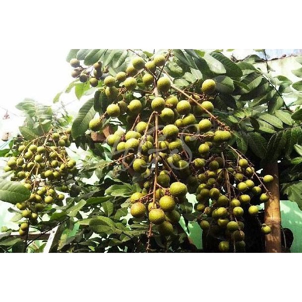 

Terlaris Bibit Tanaman Buah Kelengkeng Aroma Durian