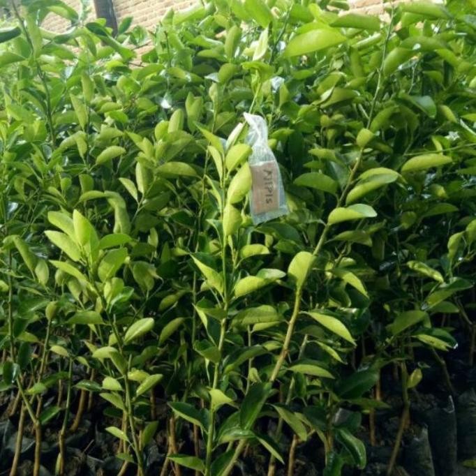

Terlaris Bibit Jeruk Nipis Kampung (Okulasi) Cukmxf 9555Pu